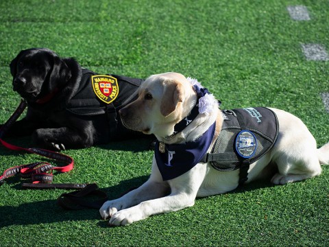 Yale mascot Handsome Dan XIX and a Harvard University Police dog at The Game